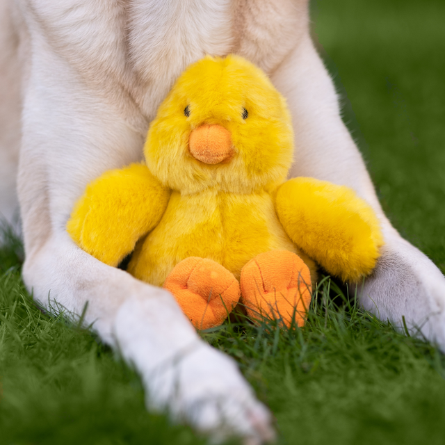 Howie Duck Dog Toy