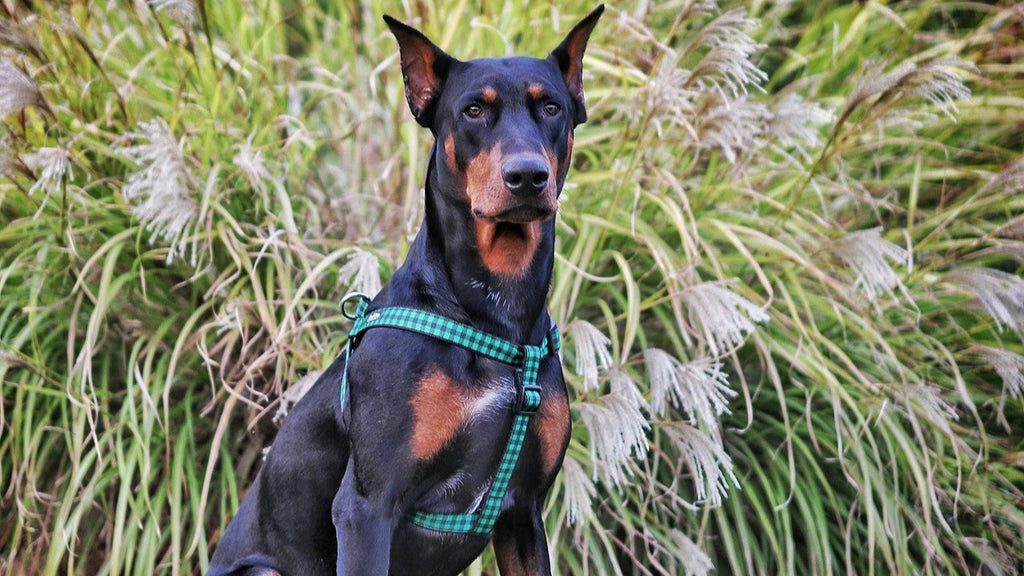 Fireside Dog Harness - Cozy Green