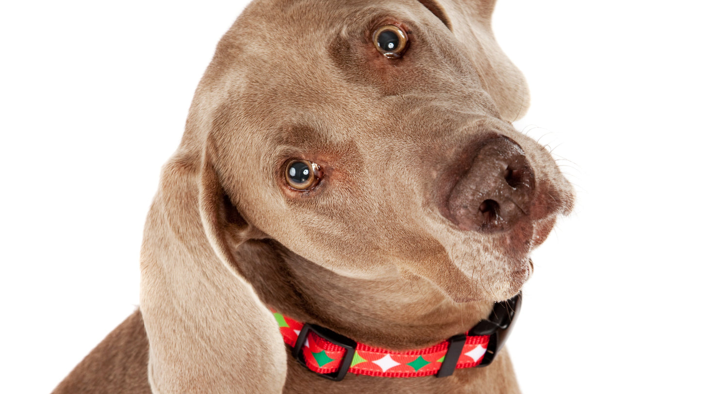 Christmas Morning Dog Collar - Christmas Stocking Stars