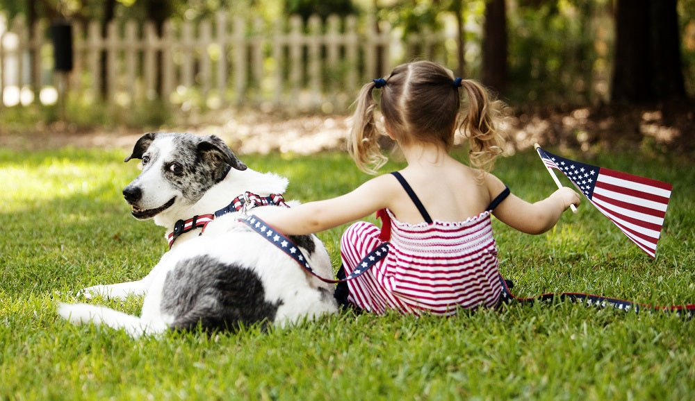 Americana Park Dog Harness - Stars