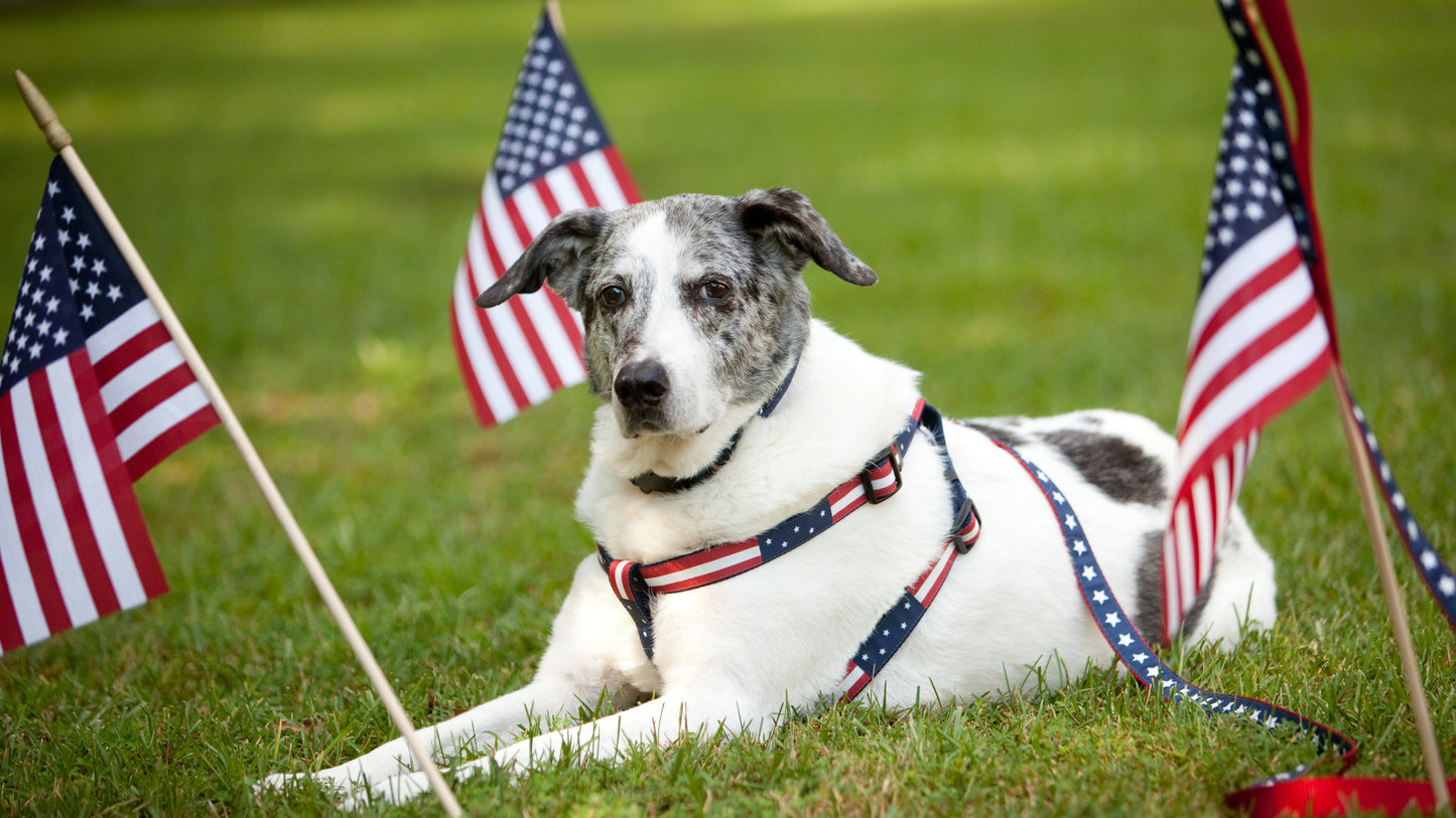 Americana Park Dog Collar - Americana Flag