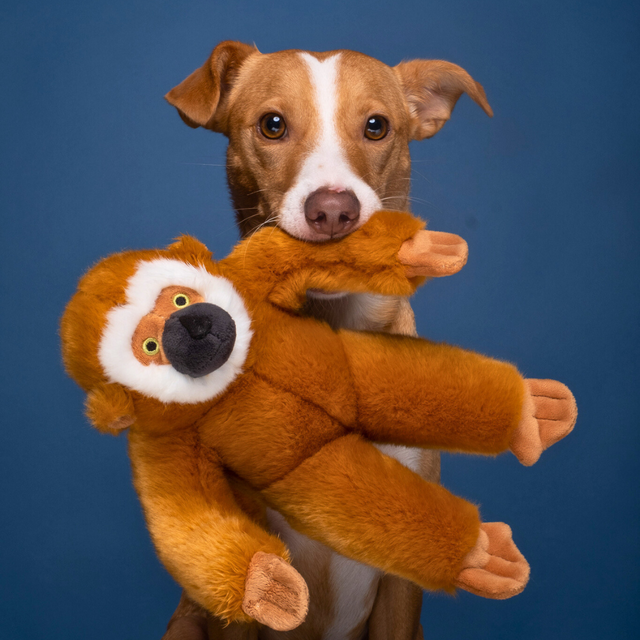 Marcel Monkey Dog Toy