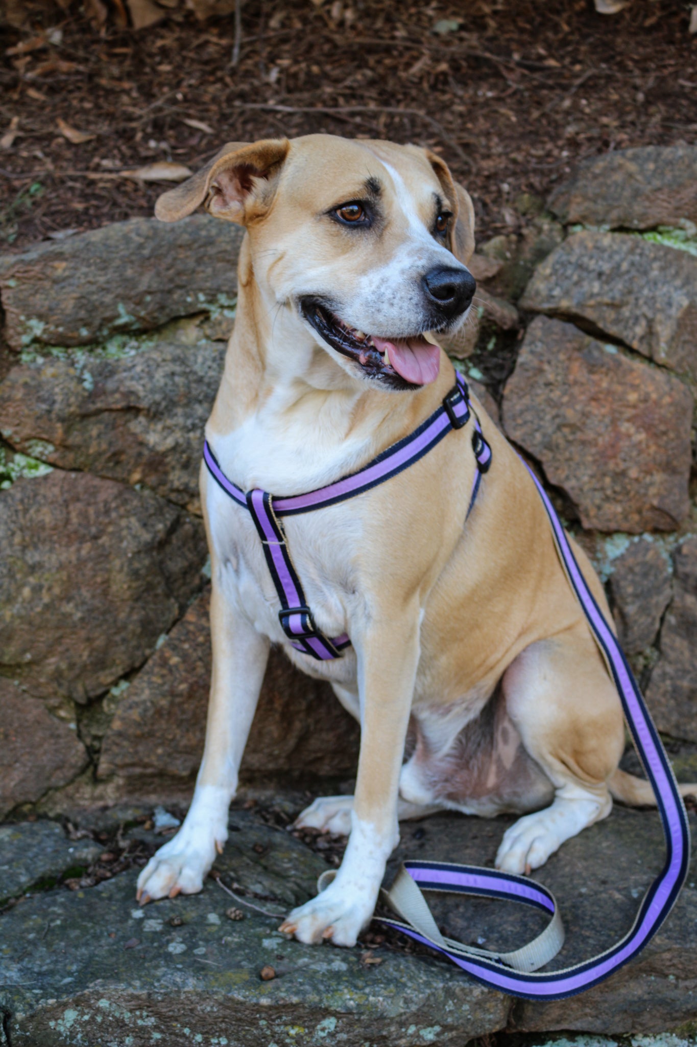 Prep School Dog Harness - Birdie