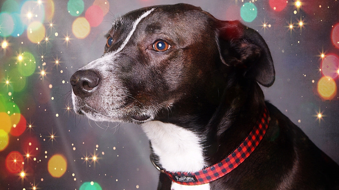 Fireside Dog Collar - Cocoa Red