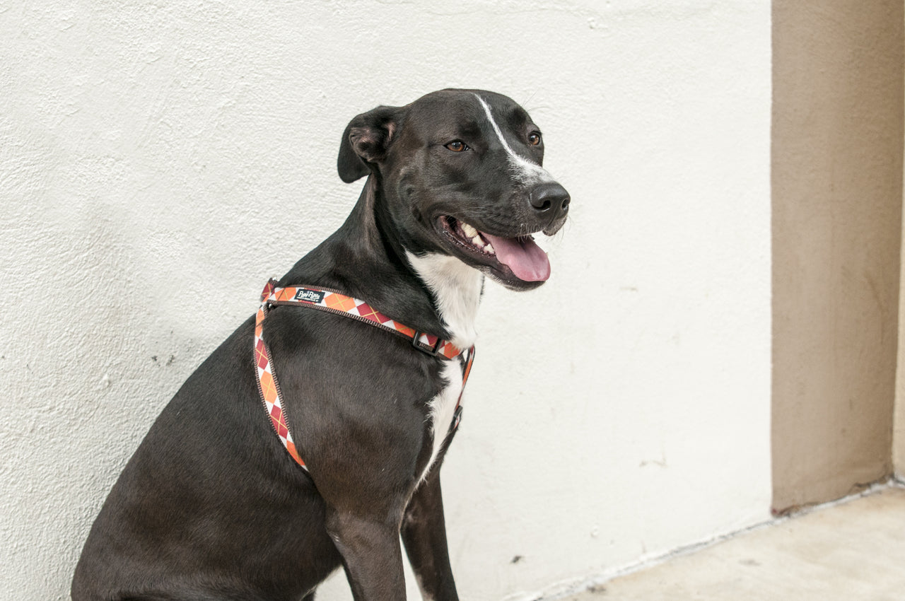 Pumpkin Spice Dog Harness - Pumpkin Argyle