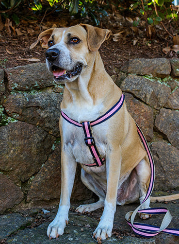 Prep School Dog Harness - Jolene