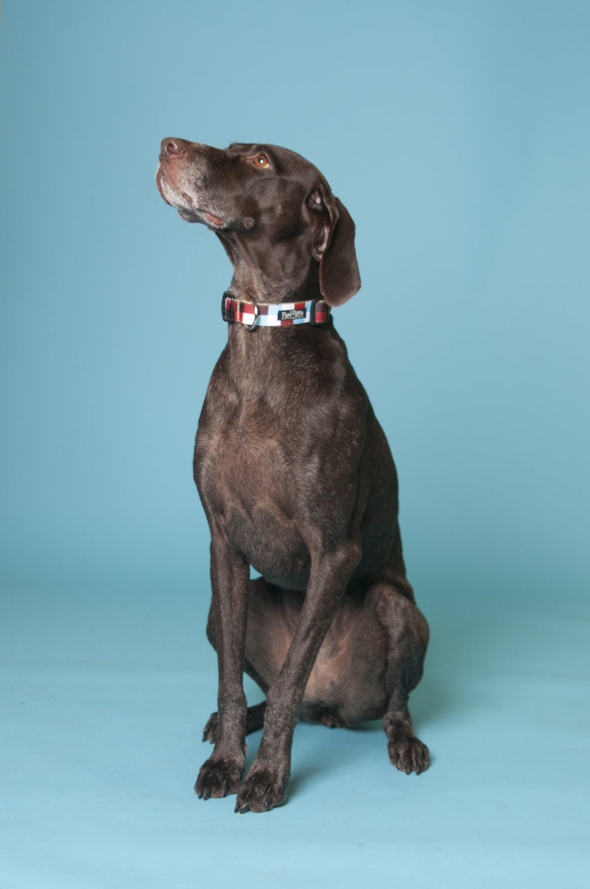 Hula Hoop Dog Collar - Hula Block