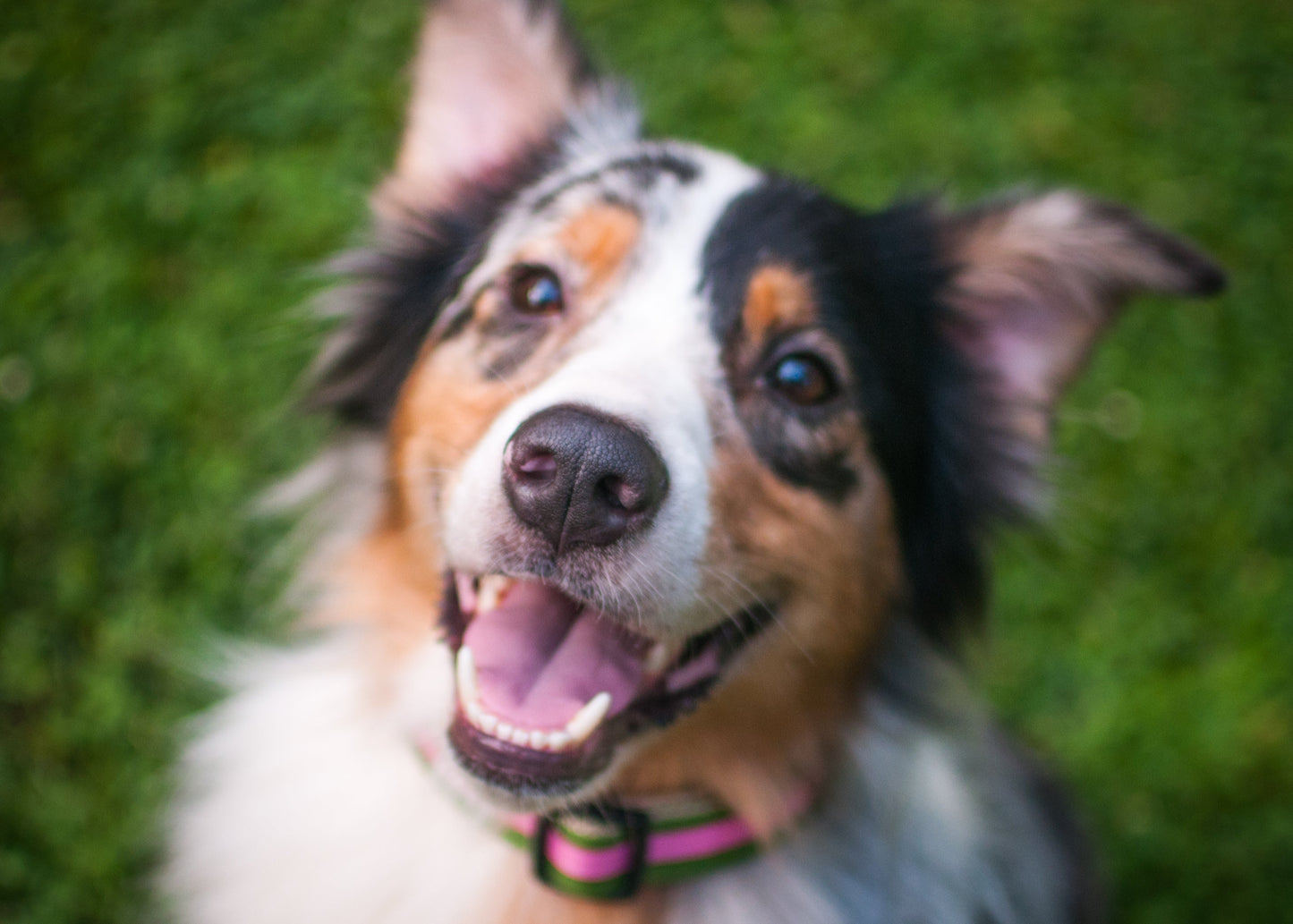 Prep School Dog Collar - Buffy