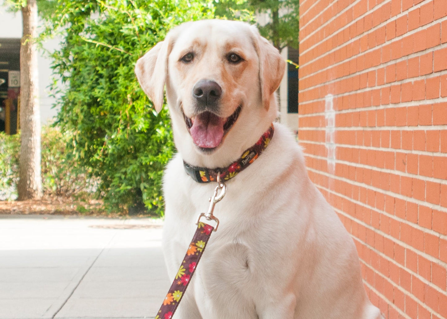 Margarita Mix Dog Collar - Sublime Lime