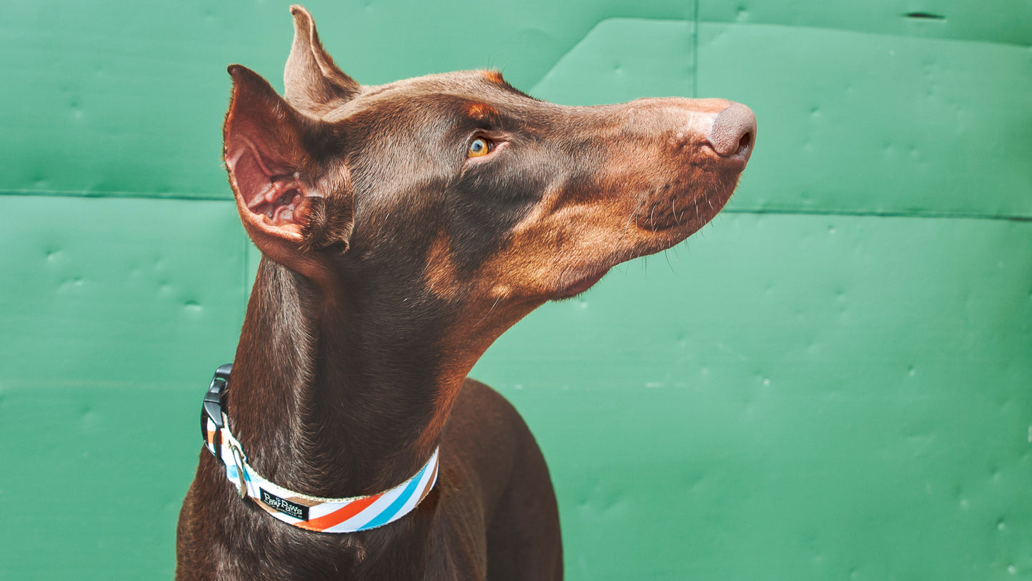 Freshly Squeezed Dog Collar - Sunny Side Stripe