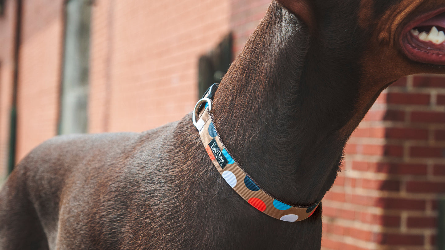 Freshly Squeezed Dog Collar - Citrus Polka Dot