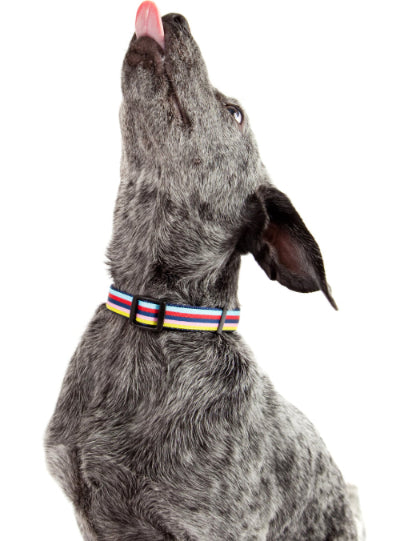 Bubble Gum Dog Collar - Yummy Gummy