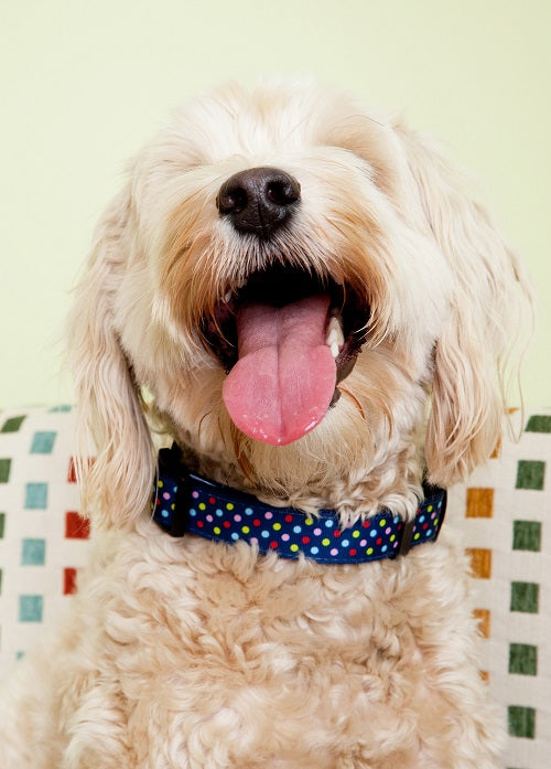 Bubble Gum Dog Collar - Tutti Frutti