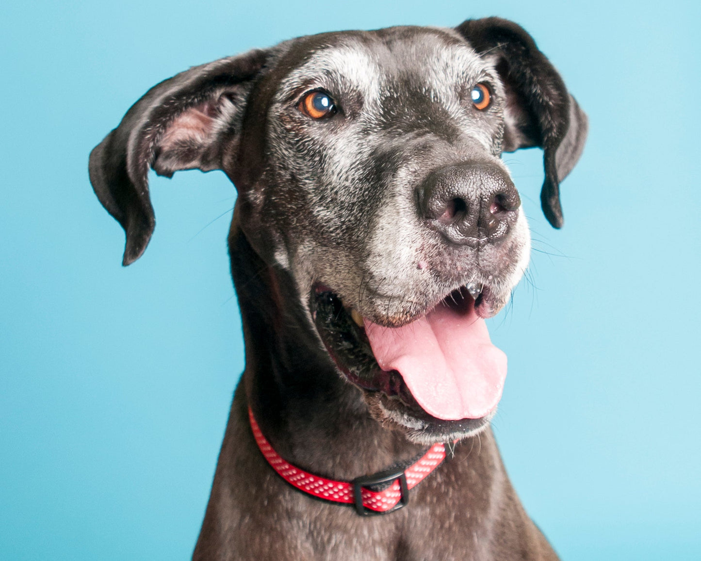 Pembroke Polka Dot Dog Collar-Red
