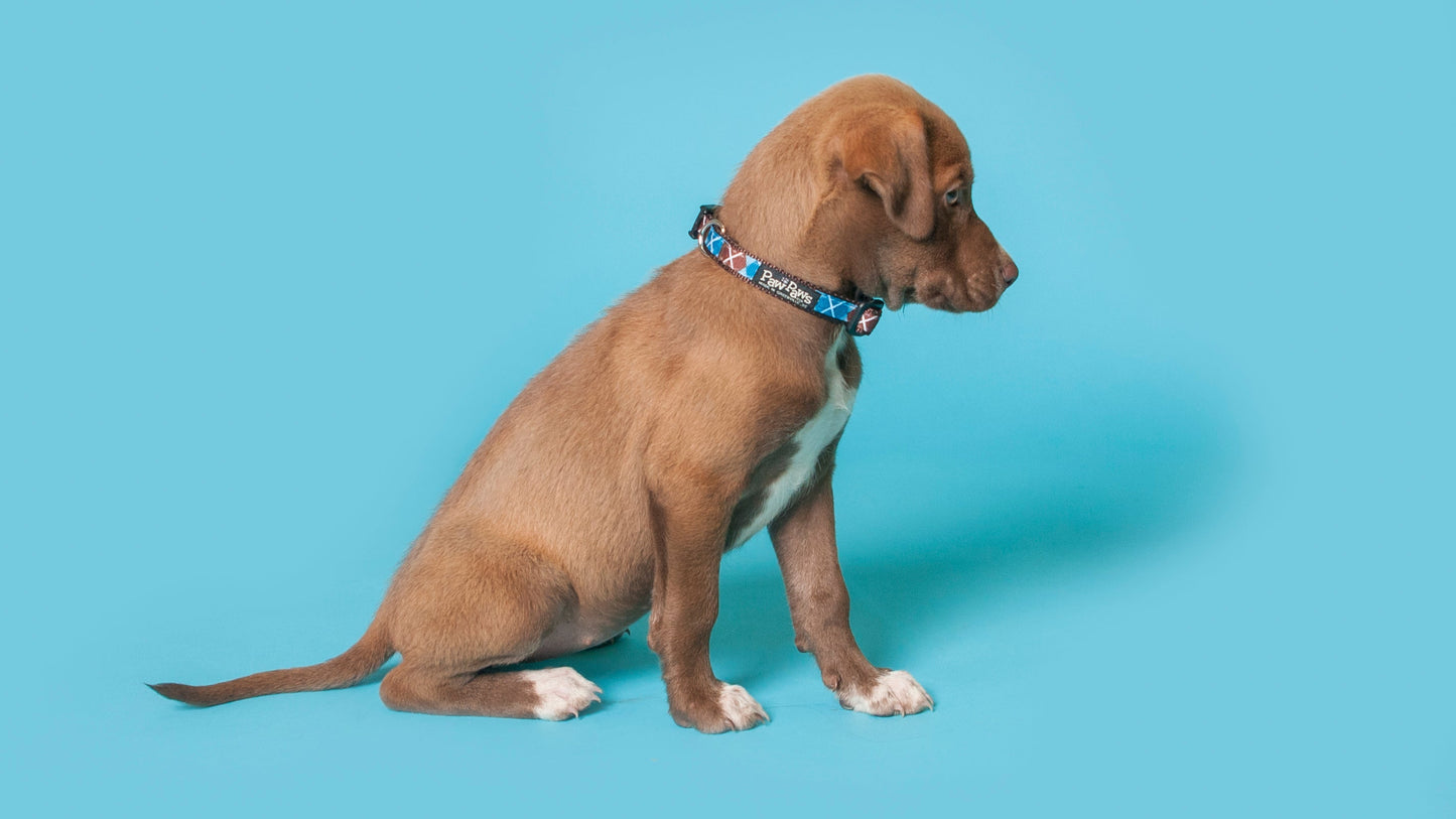 Chocolate Snow Cone Dog Collar - Argyle