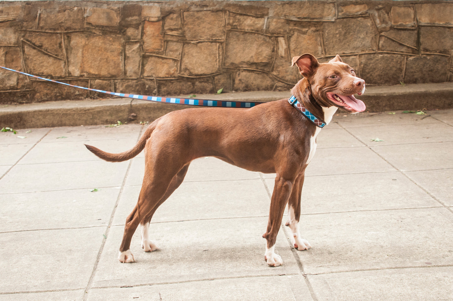 Chocolate Snow Cone Dog Collar - Ice Block