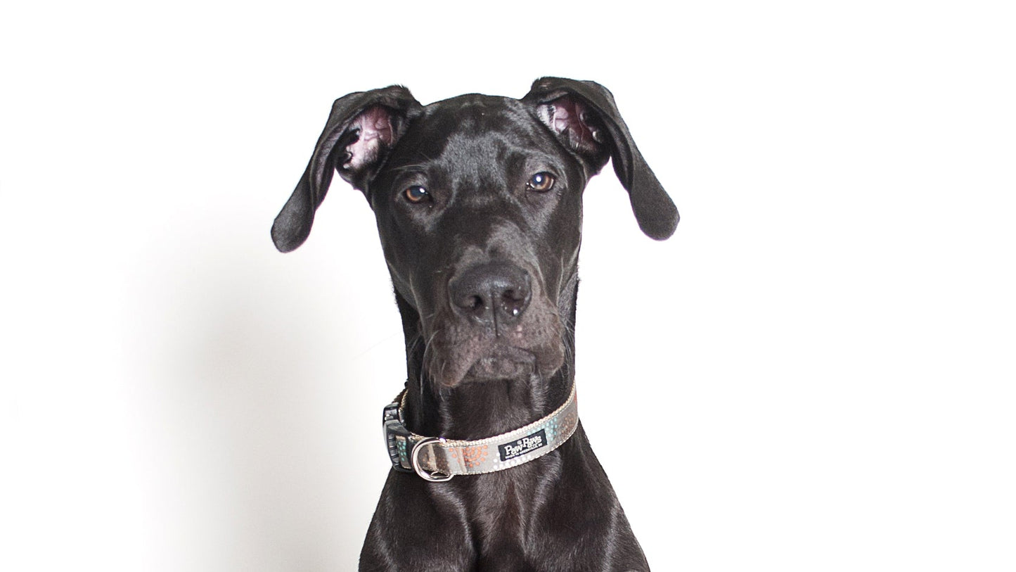 City Slicker Dog Collar - Fireworks