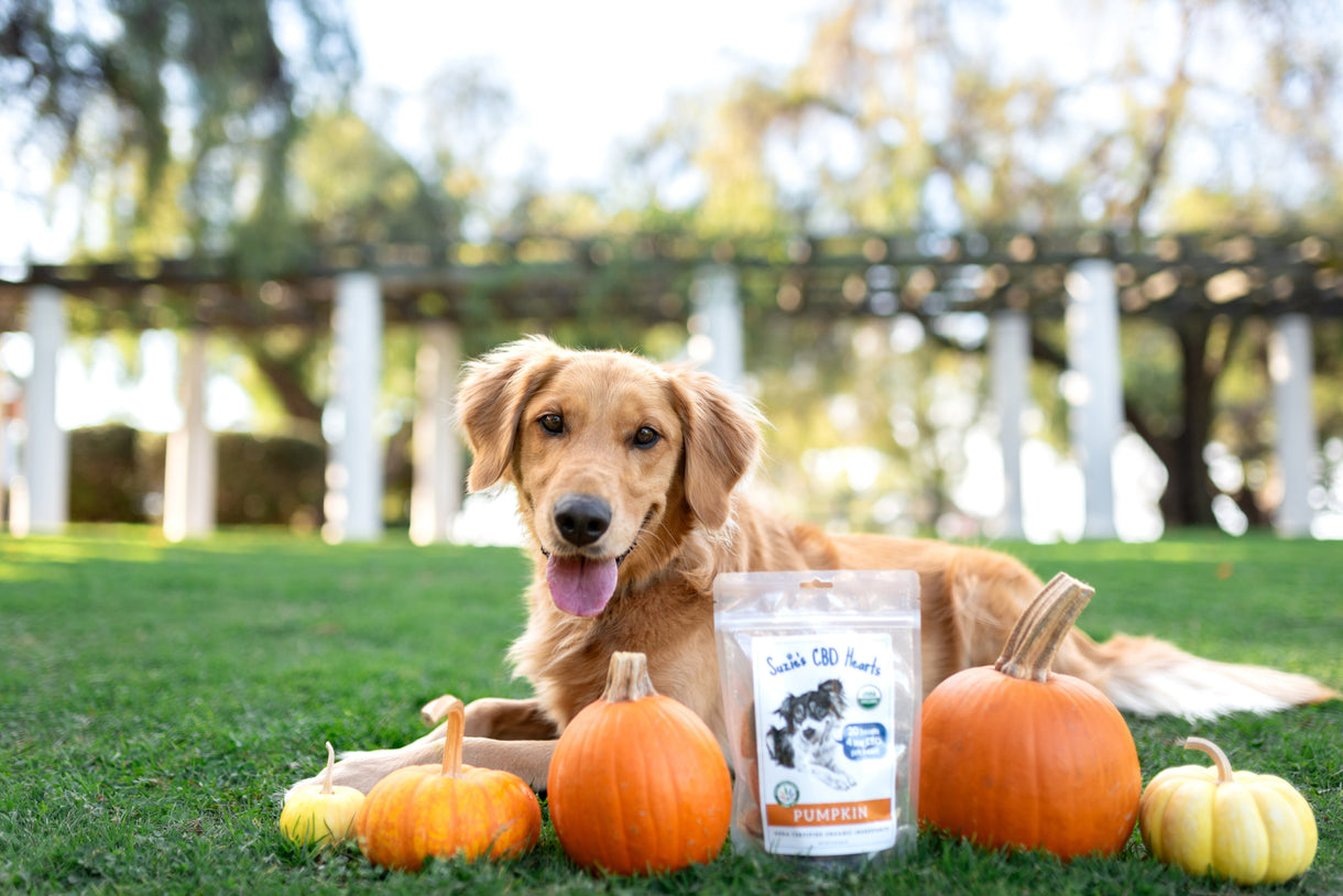4 mg CBD Dog Treat Hearts-Pumpkin