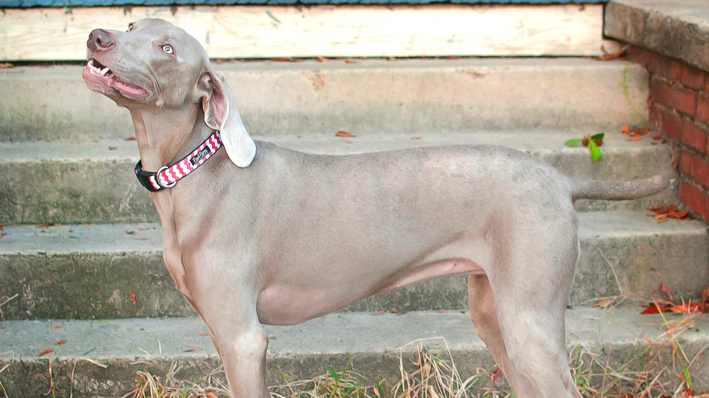 Chevron Dog Collar - Red