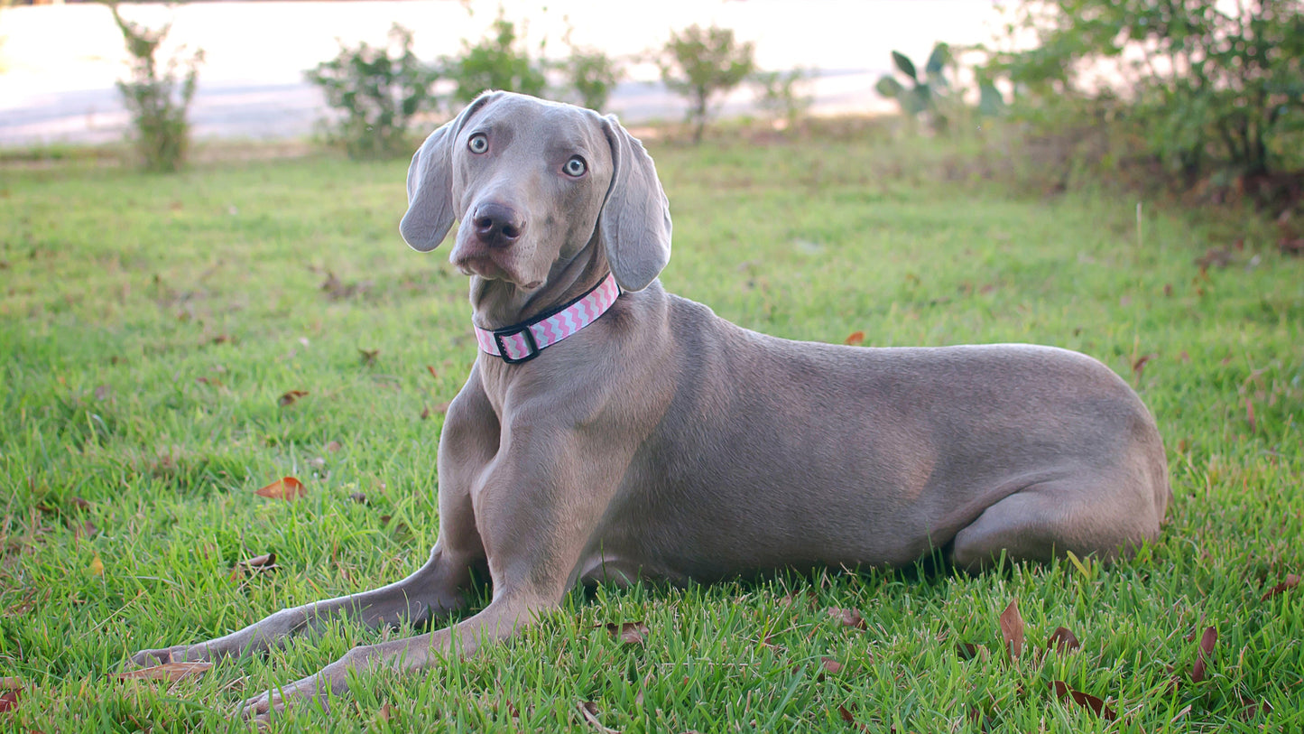 Chevron Dog Collar - Pink