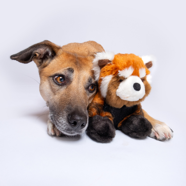 Archie Red Panda Dog Toy