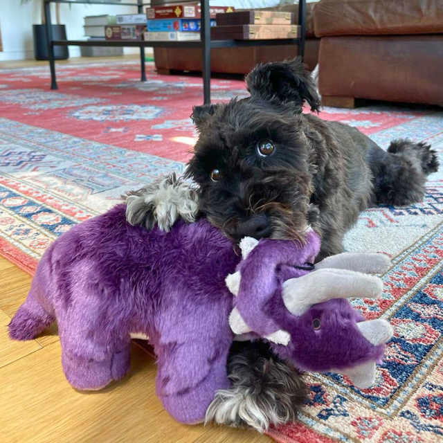Charlie Triceratops Dog Toy