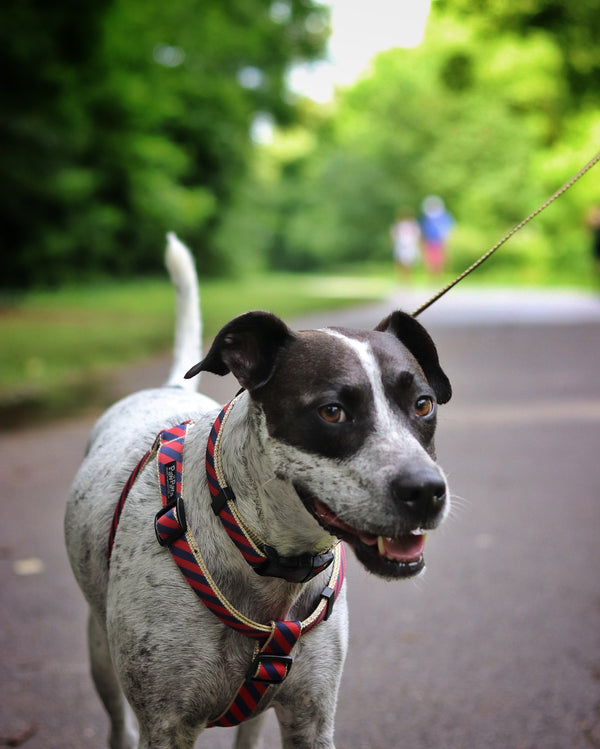 Prepster Rip Tie - Gin & Tonic Red Harness