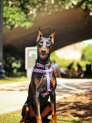 Prepster Rip Tie - Pink Polo Harness