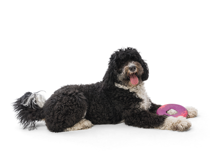 Sailz® Dog Flying Disc Fetch Toy