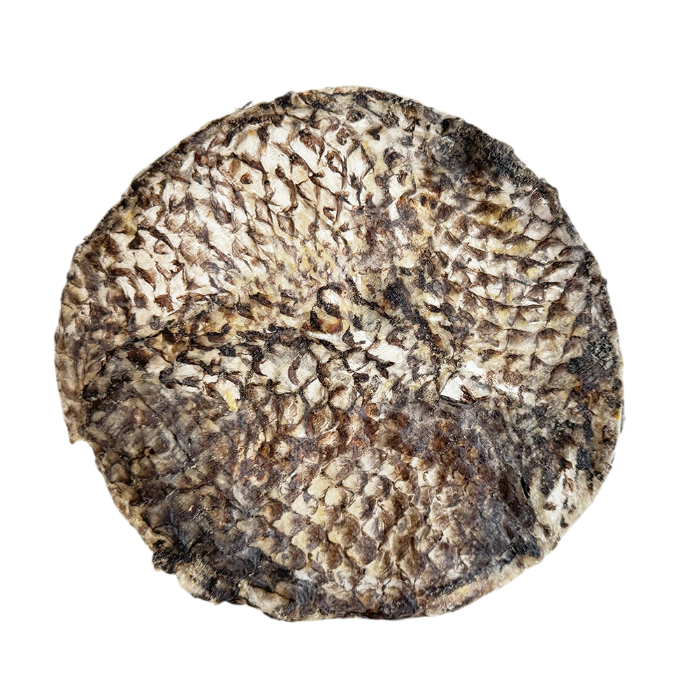 Furs-bee® Tilapia 15cs