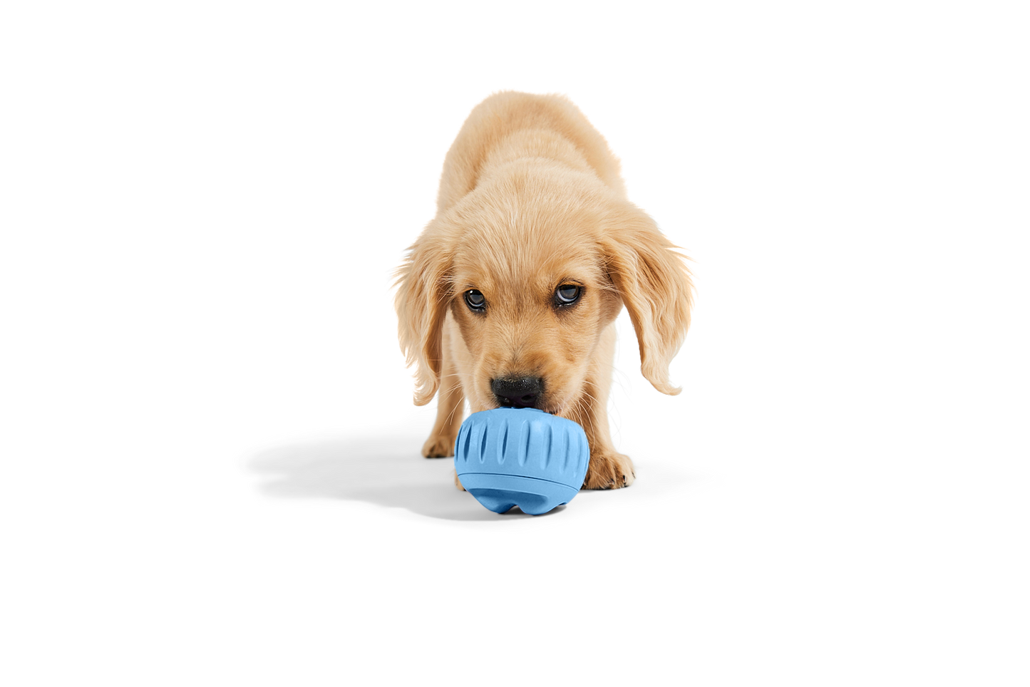 The Pupsicle - Exclusive Color