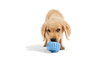 The Pupsicle - Exclusive Color