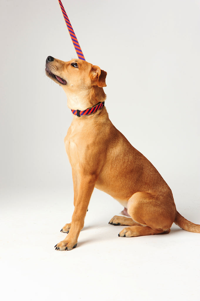 Collegiate - Clemson05 Dog Leash Tiger Rep Stripe