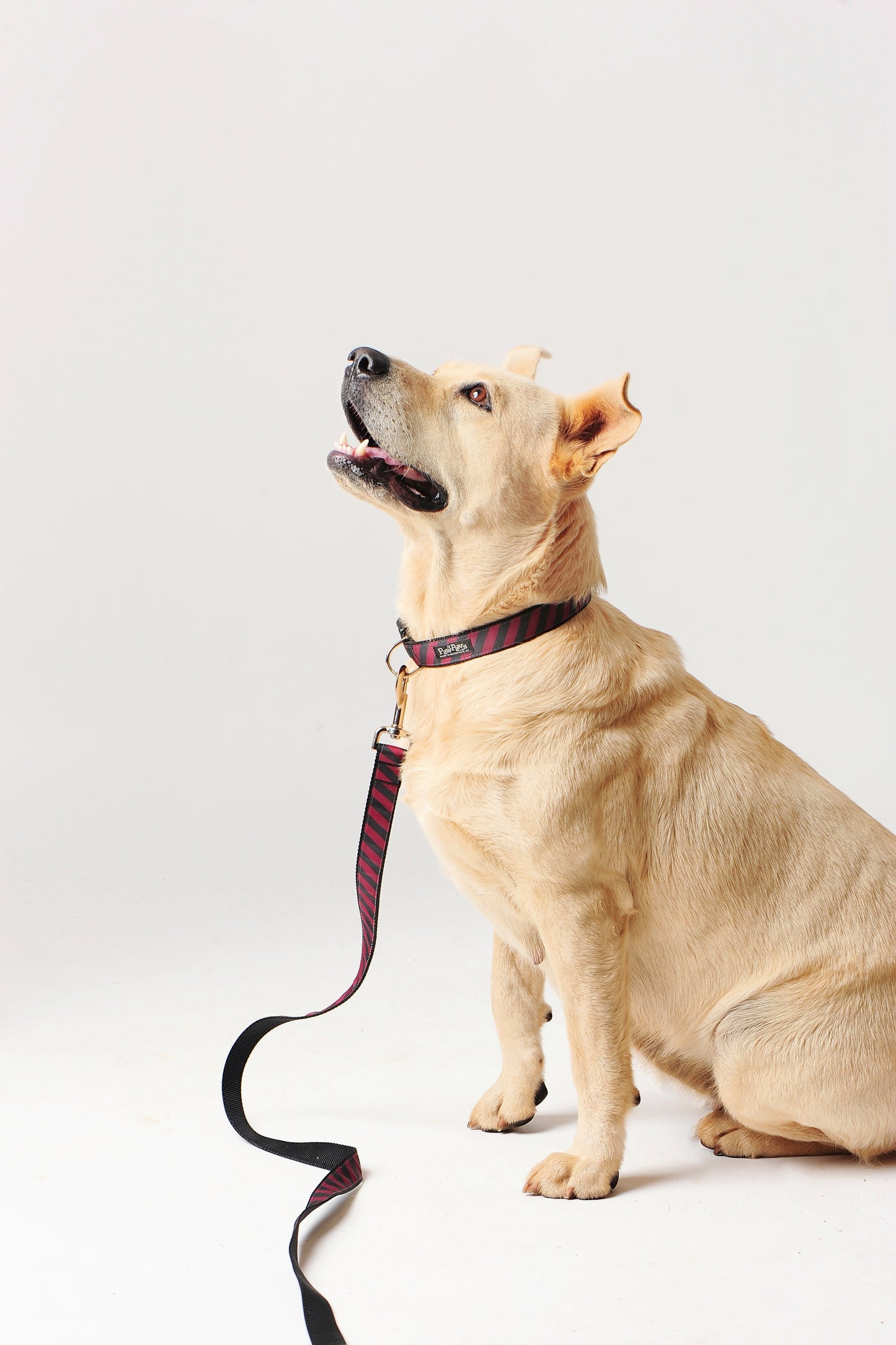 Collegiate - Gamecocks06 Dog Collar Rep Pride Stripe