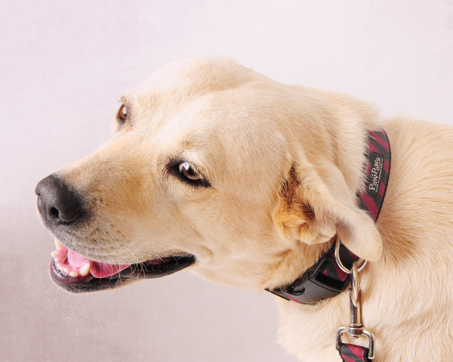 Collegiate - Gamecocks06 Dog Collar Rep Pride Stripe