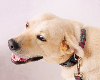 Collegiate - Gamecocks06 Dog Collar Rep Pride Stripe