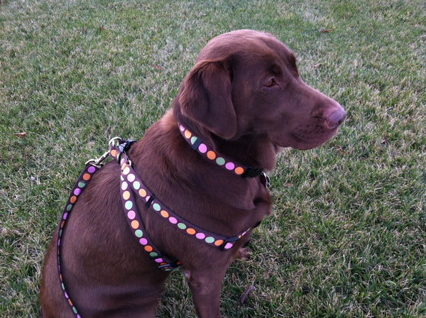 Sorbet Dog Collar-Sorbet Dot