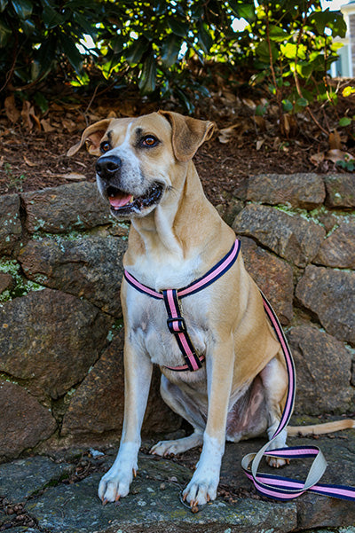 Prep School Dog Harness - Jolene