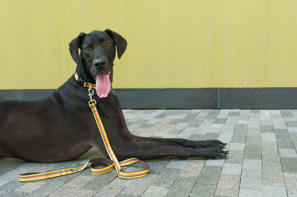 Margarita Mix Dog Collar - Mellow Yellow Stripe