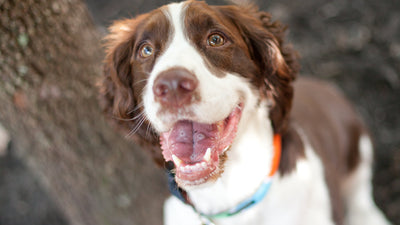 Freshly Squeezed Dog Collar - Sunkist Horizon
