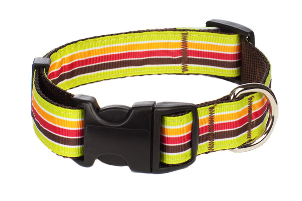 Margarita Mix Dog Collar - Mellow Yellow Stripe