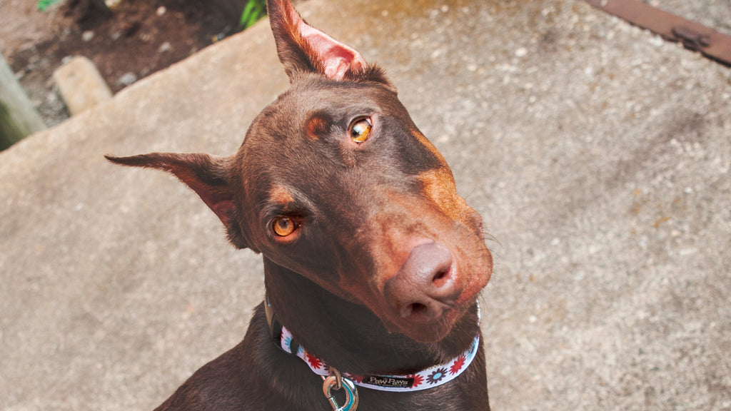 Hula Hoop Dog Collar - Hula Flowers on Tan