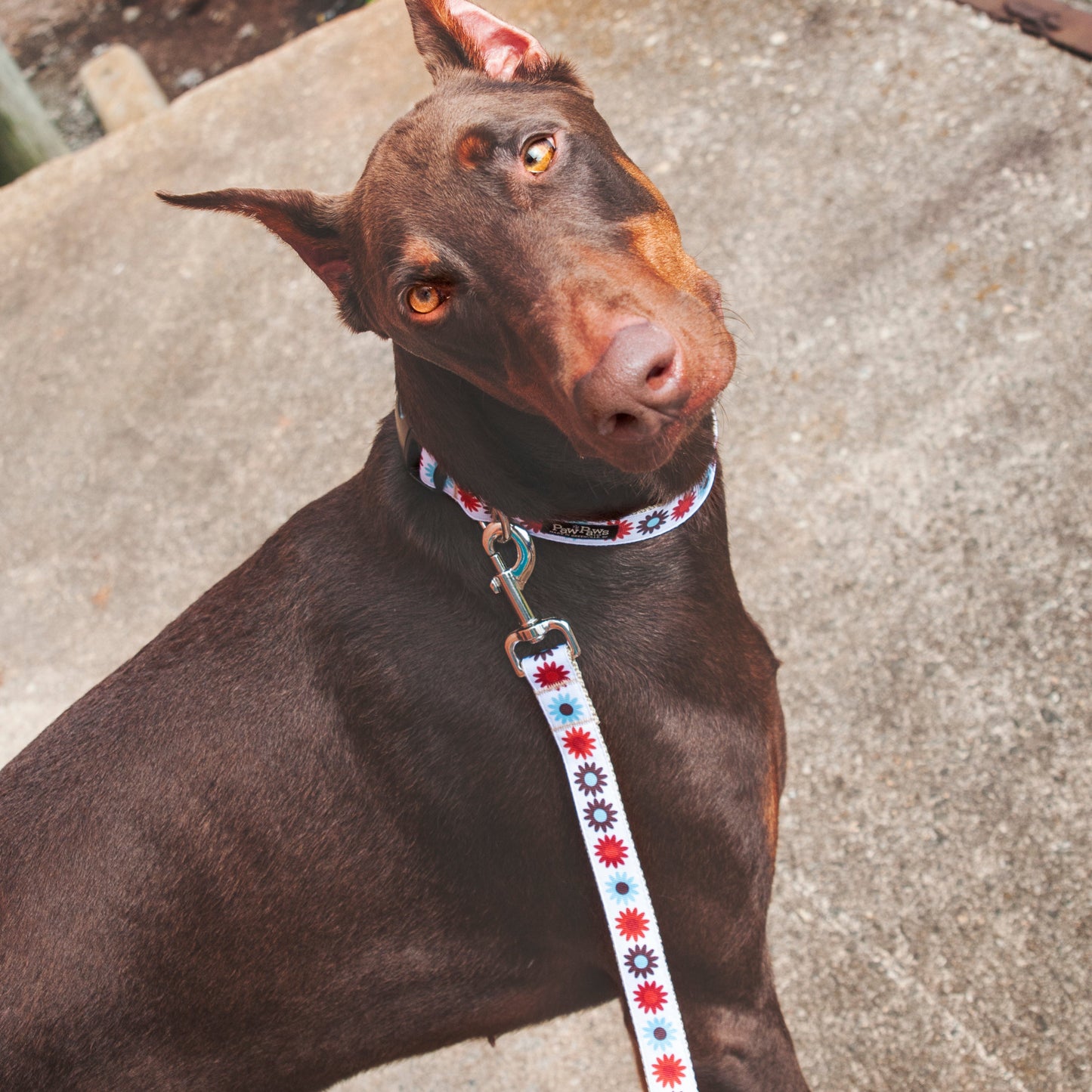 Hula Hoop Dog Leash - Hula Flowers on Tan