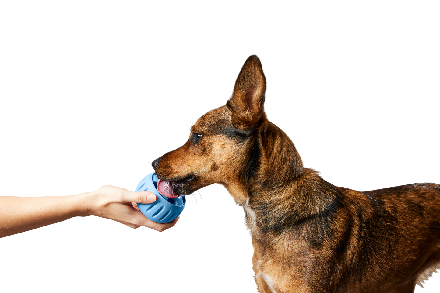 The Pupsicle - Exclusive Color