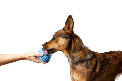 The Pupsicle - Exclusive Color
